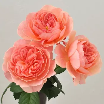 Rosa Kaolikazali - orange - nostalgische rose