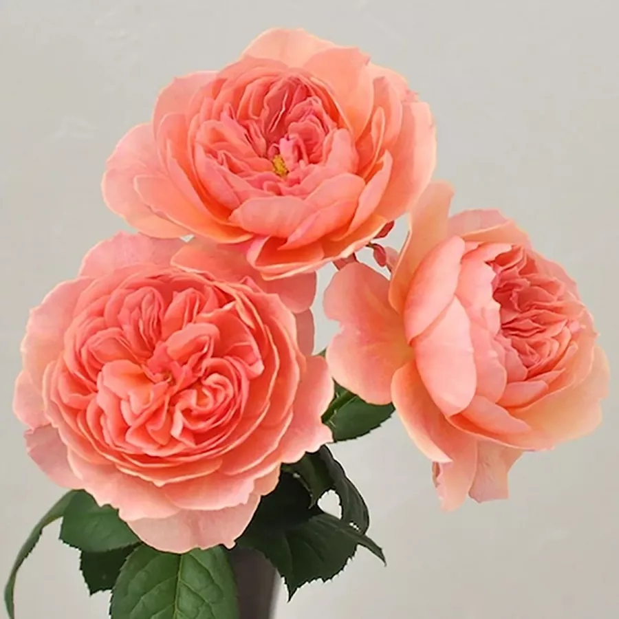 U kiticama - Ruža - Kaolikazali - sadnice ruža - proizvodnja i prodaja sadnica