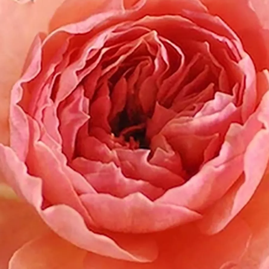 Wabara Roses - Rózsa - Kaolikazali - kertészeti webáruház
