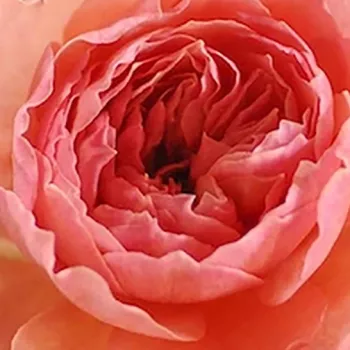 Online rózsa vásárlás - narancssárga - nosztalgia rózsa - intenzív illatú rózsa - Kaolikazali - (60-80 cm)
