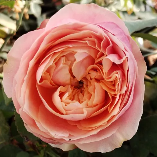 Marie Natale