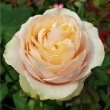 Hibridna čajevka - ruža diskretnog mirisa - aroma čaja - sadnice ruža - proizvodnja i prodaja sadnica - Rosa Marie Natale - žuto - ružičasta