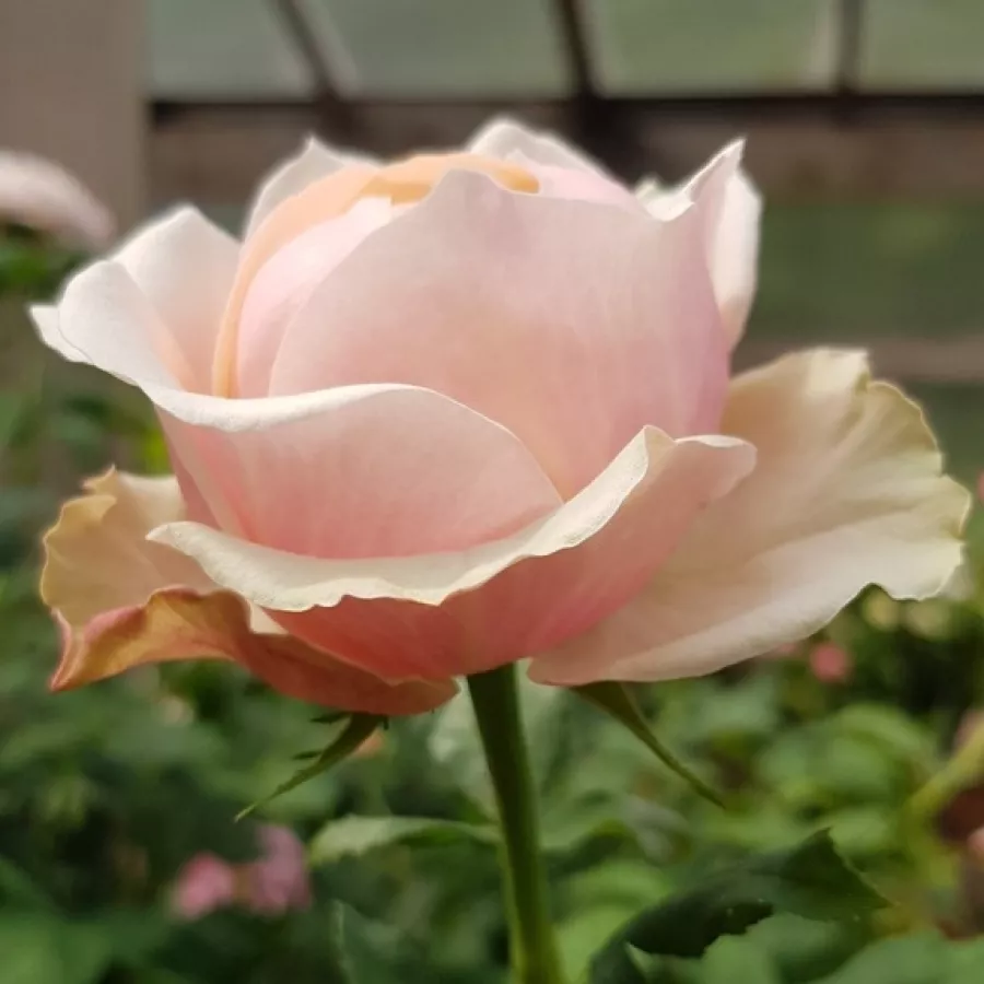 Hybrydowa róża herbaciana - Róża - Marie Natale - sadzonki róż sklep internetowy - online