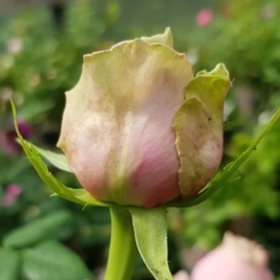 Rose mit diskretem duft - Rosen - Marie Natale - rosen online kaufen