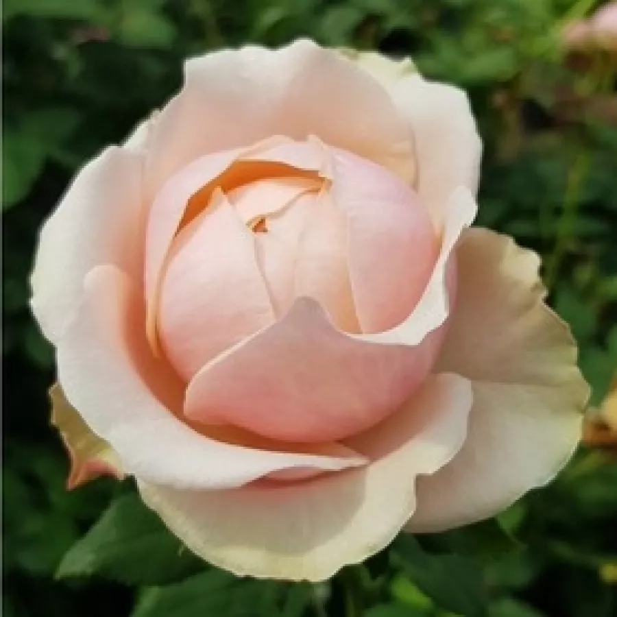 Pojedyncze - Róża - Marie Natale - sadzonki róż sklep internetowy - online