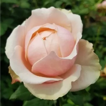 Sárga - rózsaszín sziromszél - teahibrid rózsa - diszkrét illatú rózsa - tea aromájú