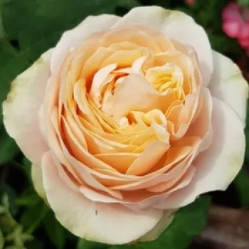 Narudžba ruža - sárga - rózsaszín - teahibrid rózsa - diszkrét illatú rózsa - Marie Natale - (60-80 cm)