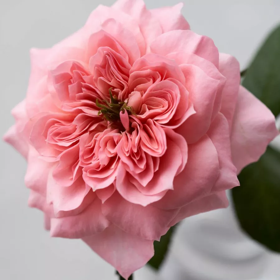 Diskreten vonj vrtnice - Roza - Mikoto - vrtnice online