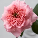 Róża nostalgiczna - róża o dyskretnym zapachu - zapach herbaty - sadzonki róż sklep internetowy - online - Rosa Mikoto - różowy