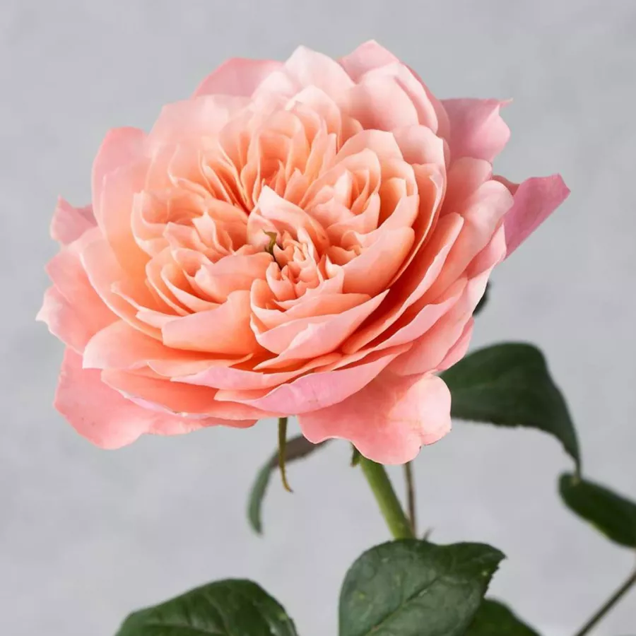 Róża nostalgiczna - Róża - Mikoto - sadzonki róż sklep internetowy - online