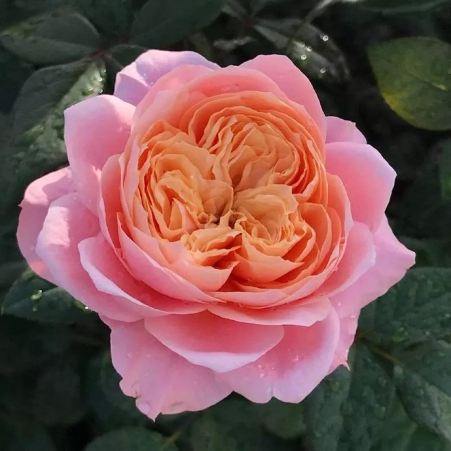 Diskreten vonj vrtnice - Roza - Mikoto - vrtnice - proizvodnja in spletna prodaja sadik