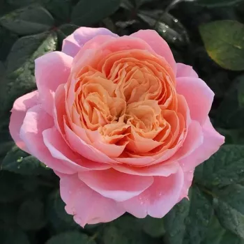 Rosa Mikoto - rosa - rosales nostalgicos