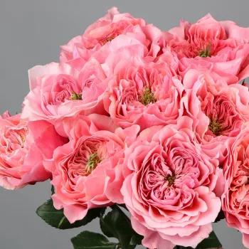 Rosa - orange farbton - nostalgische rose - rose mit diskretem duft - würziges aroma