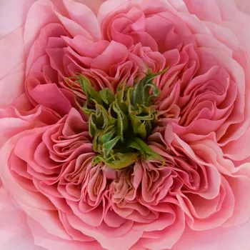 Online rózsa vásárlás - rózsaszín - nosztalgia rózsa - diszkrét illatú rózsa - Mikoto - (60-80 cm)