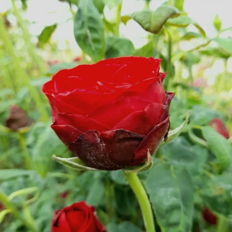 Czerwony - Róża - Burgundy™ - Szkółka Róż Rozaria