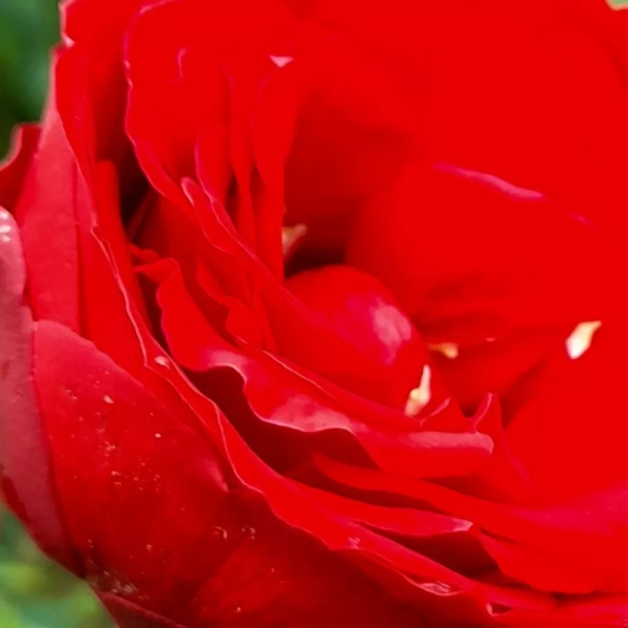Hybrid Tea - Rosa - Burgundy™ - Produzione e vendita on line di rose da giardino