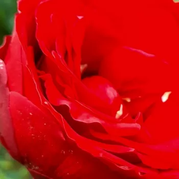 Rosa Burgundy™ - rosa de fragancia discreta - Árbol de Rosas Híbrido de Té - rosal de pie alto - rojo - PhenoGeno Roses- forma de corona de tallo recto - Rosal de árbol con forma de flor típico de las rosas de corte clásico.