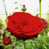 Ruža čajevke - diskretni miris ruže - sadnice ruža - proizvodnja i prodaja sadnica - Rosa Burgundy™ - crvena
