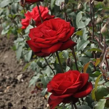 Sötétvörös - teahibrid rózsa - diszkrét illatú rózsa - szegfűszeg aromájú