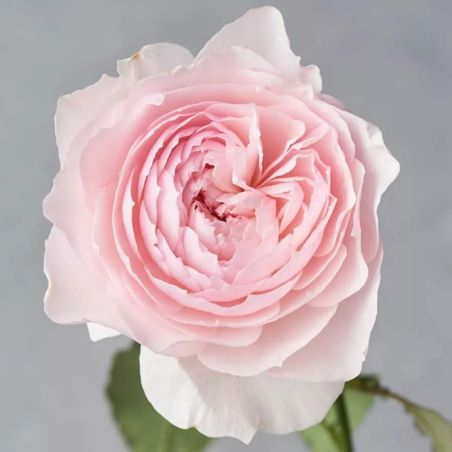 Intenziven vonj vrtnice - Roza - Misaki - vrtnice online