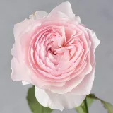 Rózsaszín - Rosa Misaki - nosztalgia rózsa - online rózsa vásárlás - intenzív illatú rózsa - damaszkuszi aromájú