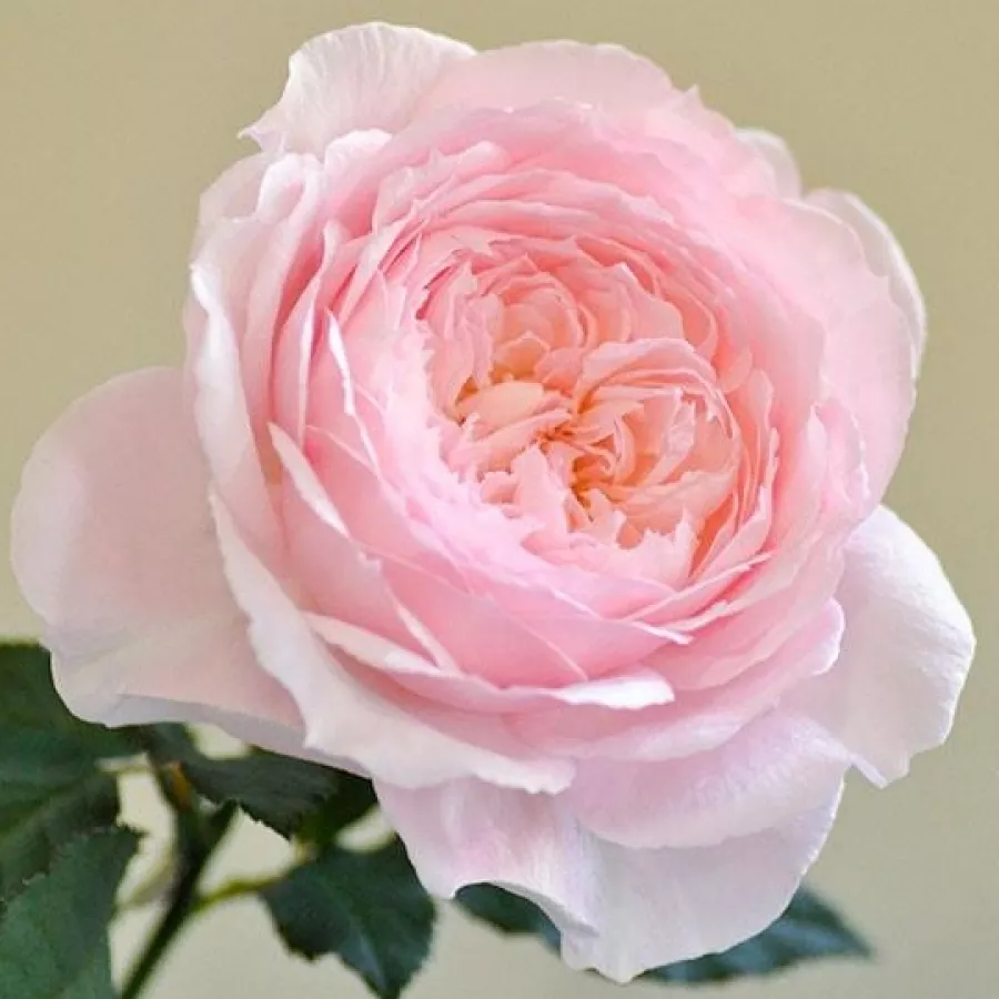 Nostalgična vrtnica - Roza - Misaki - vrtnice - proizvodnja in spletna prodaja sadik