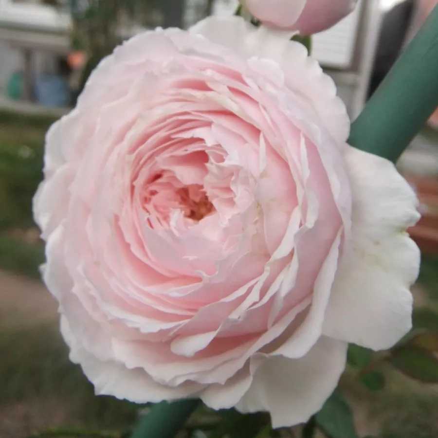 Rosettenförmig - Rosen - Misaki - rosen onlineversand