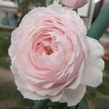 Rosa Misaki - ružičasta - nostalgija ruža