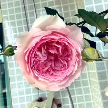 Rosa claro - rosales nostalgicos - rosa de fragancia intensa - damasco