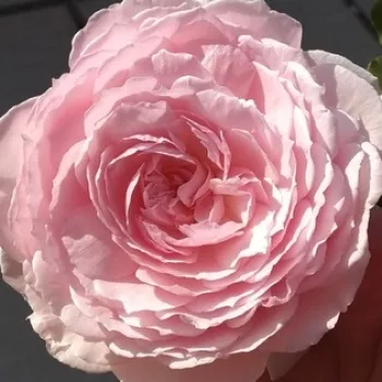 Rózsa kertészet - rózsaszín - Misaki - nosztalgia rózsa - intenzív illatú rózsa - (60-80 cm)