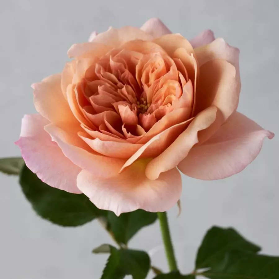 Ruža diskretnog mirisa - Ruža - Miyabi Cha - sadnice ruža - proizvodnja i prodaja sadnica
