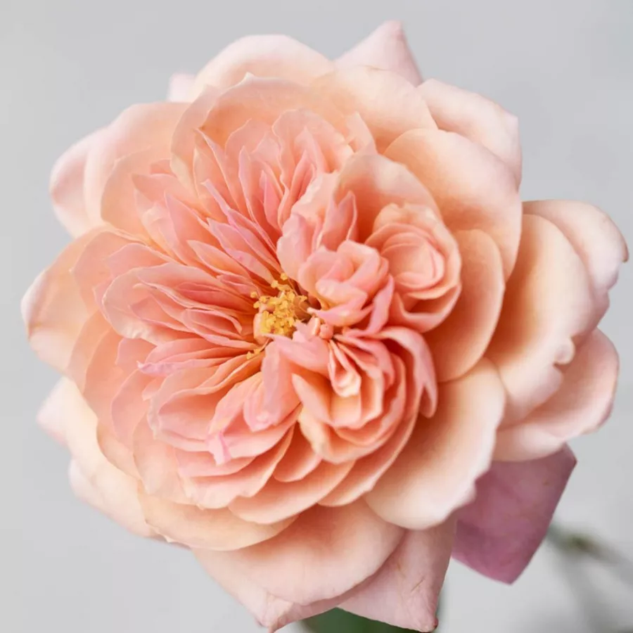 Róża nostalgiczna - Róża - Miyabi Cha - sadzonki róż sklep internetowy - online