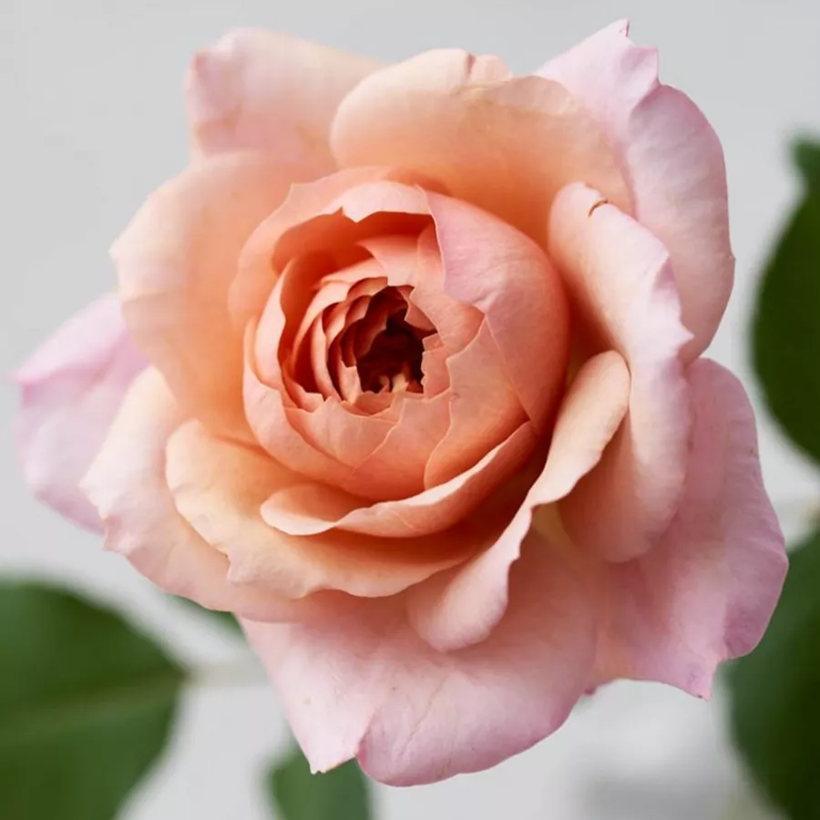 Ruža diskretnog mirisa - Ruža - Miyabi Cha - naručivanje i isporuka ruža
