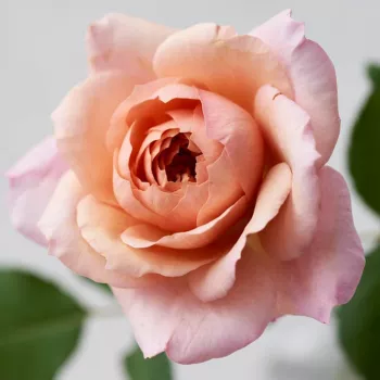 Rosa Miyabi Cha - różowy - róża nostalgiczna