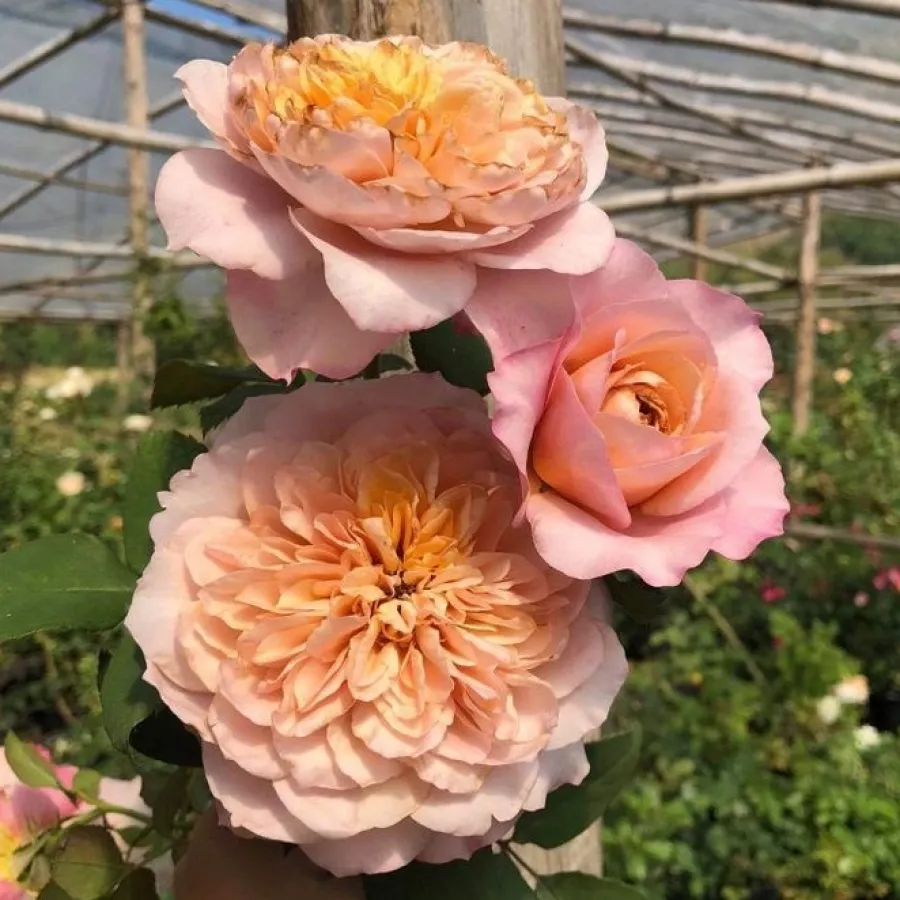 Pojedyncze - Róża - Miyabi Cha - sadzonki róż sklep internetowy - online