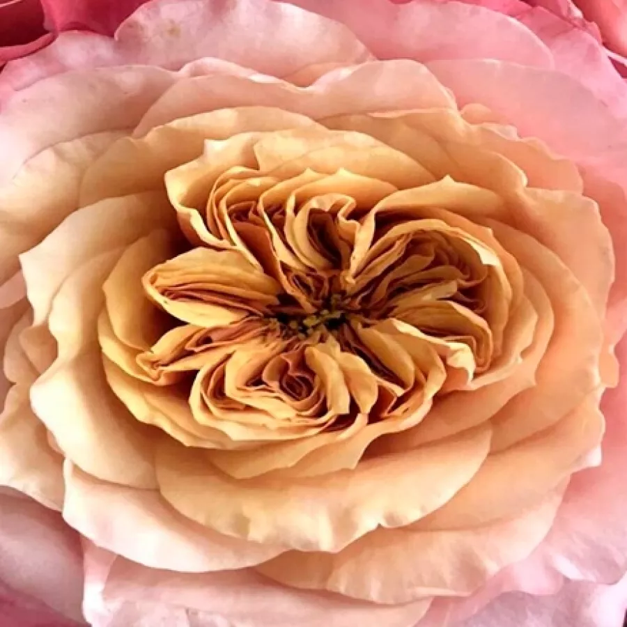 Wabara Roses - Rózsa - Miyabi Cha - kertészeti webáruház