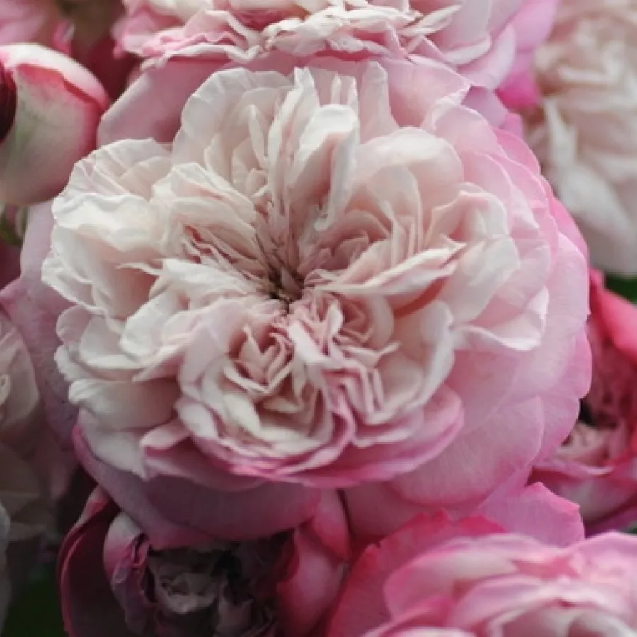Róża o dyskretnym zapachu - Róża - Paris - sadzonki róż sklep internetowy - online