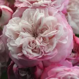 Rosa - rosales nostalgicos - rosa de fragancia discreta - damasco - Rosa Paris - comprar rosales online