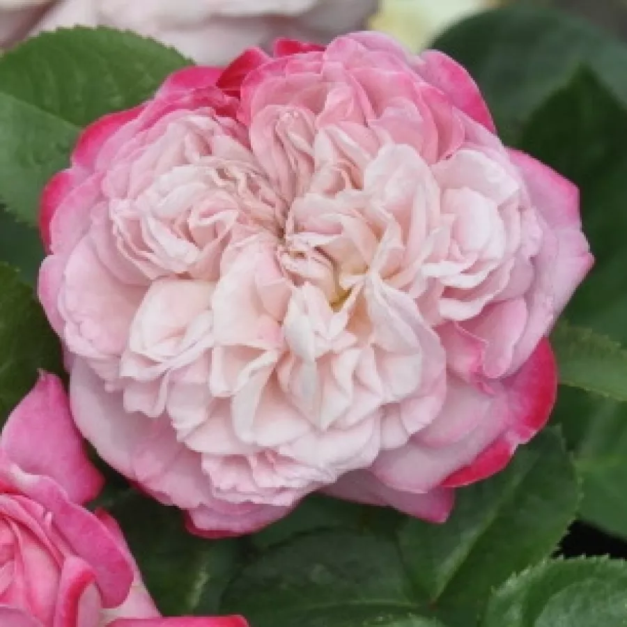 Nostalgična vrtnica - Roza - Paris - vrtnice - proizvodnja in spletna prodaja sadik
