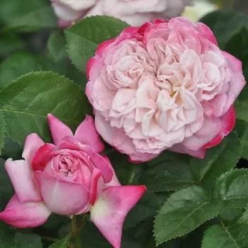 Rosa Paris - ružičasta - nostalgija ruža
