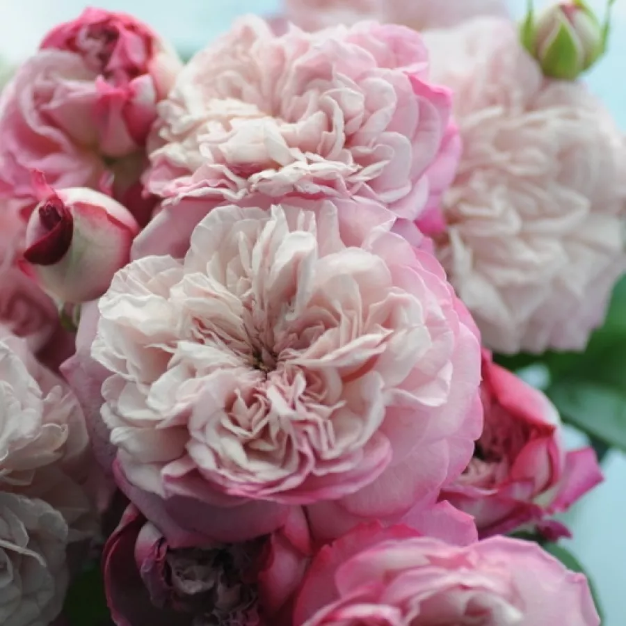 Tömvetelt virágú - Rózsa - Paris - online rózsa vásárlás