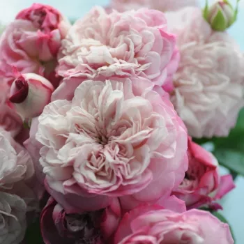 Rózsaszín - nosztalgia rózsa - diszkrét illatú rózsa - damaszkuszi aromájú