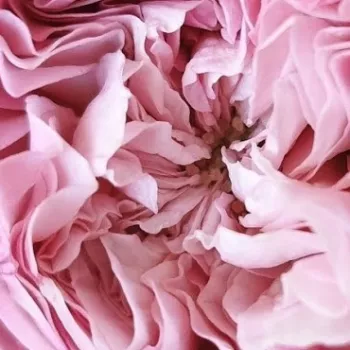 Rosen-webshop - rózsaszín - nosztalgia rózsa - diszkrét illatú rózsa - Paris - (80-120 cm)