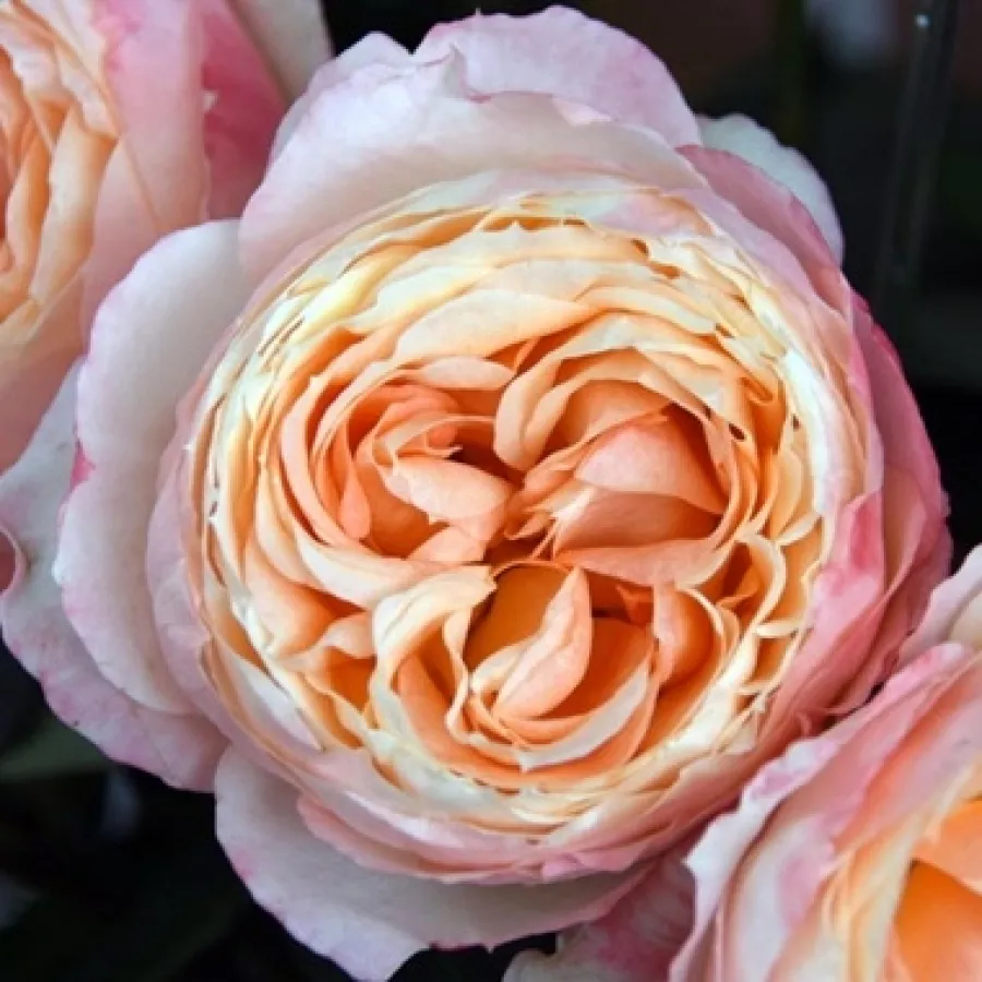 Diszkrét illatú rózsa - Rózsa - Princess Aiko - kertészeti webáruház