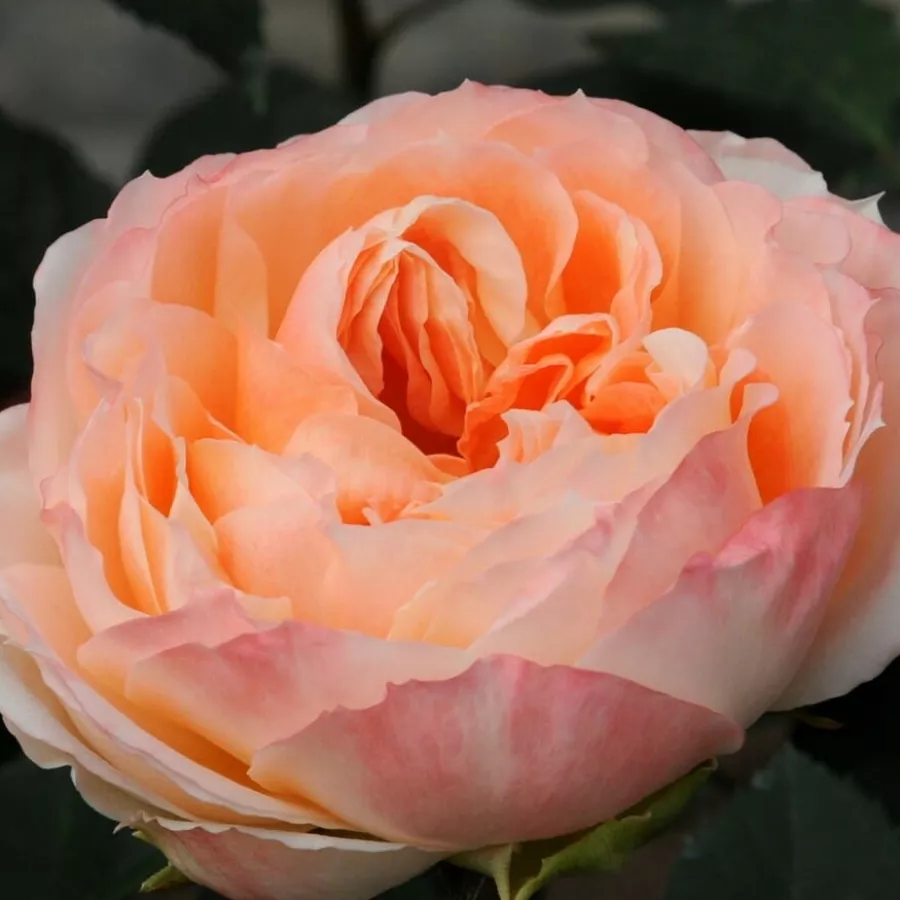 Nostalgična vrtnica - Roza - Princess Aiko - vrtnice - proizvodnja in spletna prodaja sadik