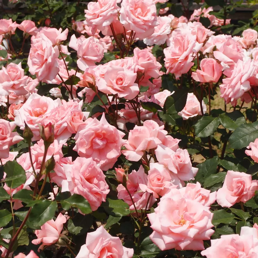 Rózsaszín - sárga - Rózsa - Princess Aiko - online rózsa vásárlás