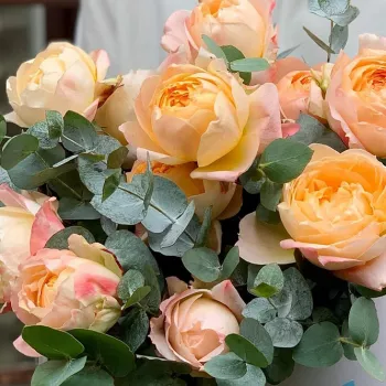 Roza z rumeno sredino - nostalgična vrtnica - diskreten vonj vrtnice - aroma sadja