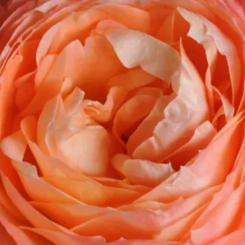Online rózsa kertészet - nosztalgia rózsa - diszkrét illatú rózsa - Princess Aiko - rózsaszín - sárga - (90-120 cm)