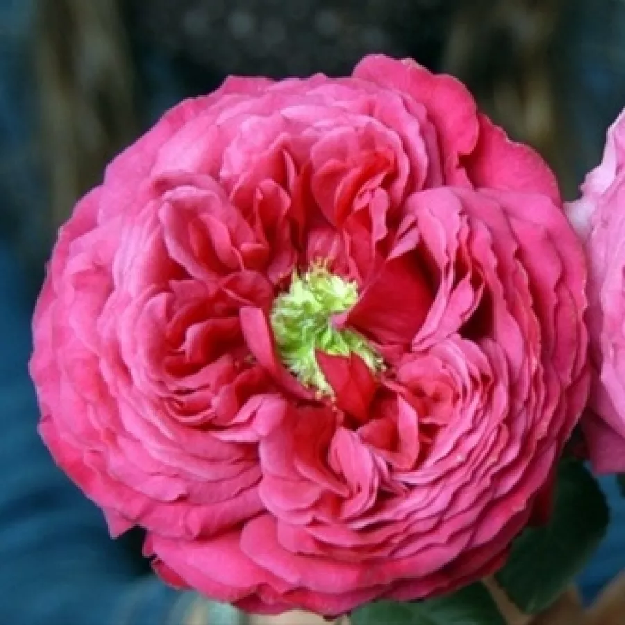 Nosztalgia rózsa - Rózsa - Princess Kishi - online rózsa vásárlás