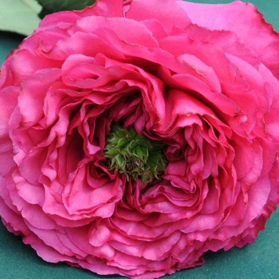 Nostalgija ruža - Ruža - Princess Kishi - sadnice ruža - proizvodnja i prodaja sadnica